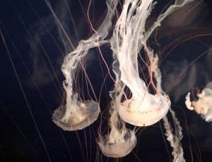 5 white jellyfishes thumbnail