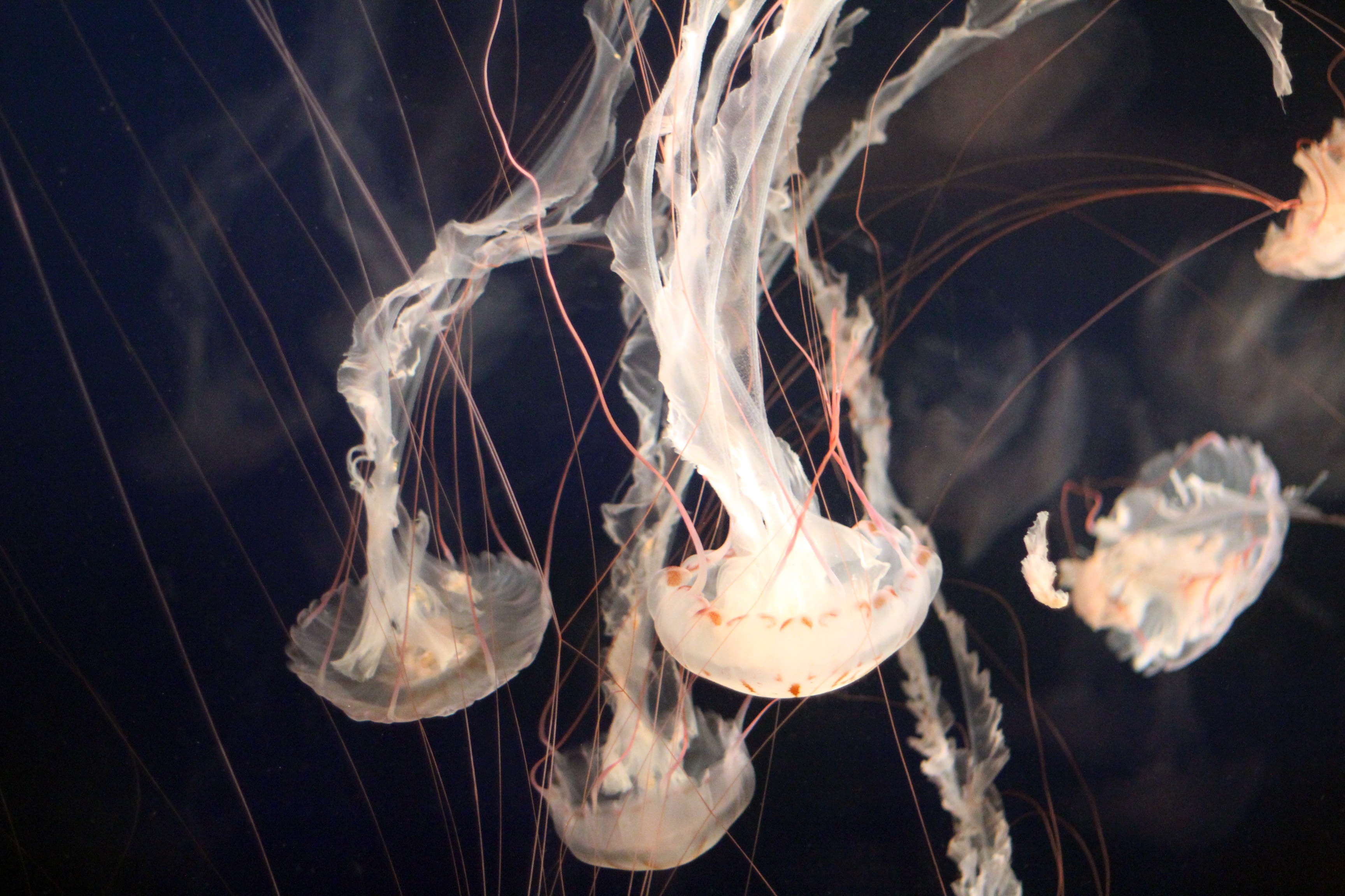 5 white jellyfishes