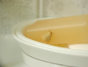 Soap, Moth, Bathsoap, Bathroom, Insect, food and drink, no people thumbnail