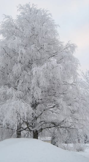 white tree thumbnail