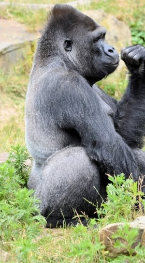 silver back Gorilla sitting on grass field near stone during daytime thumbnail