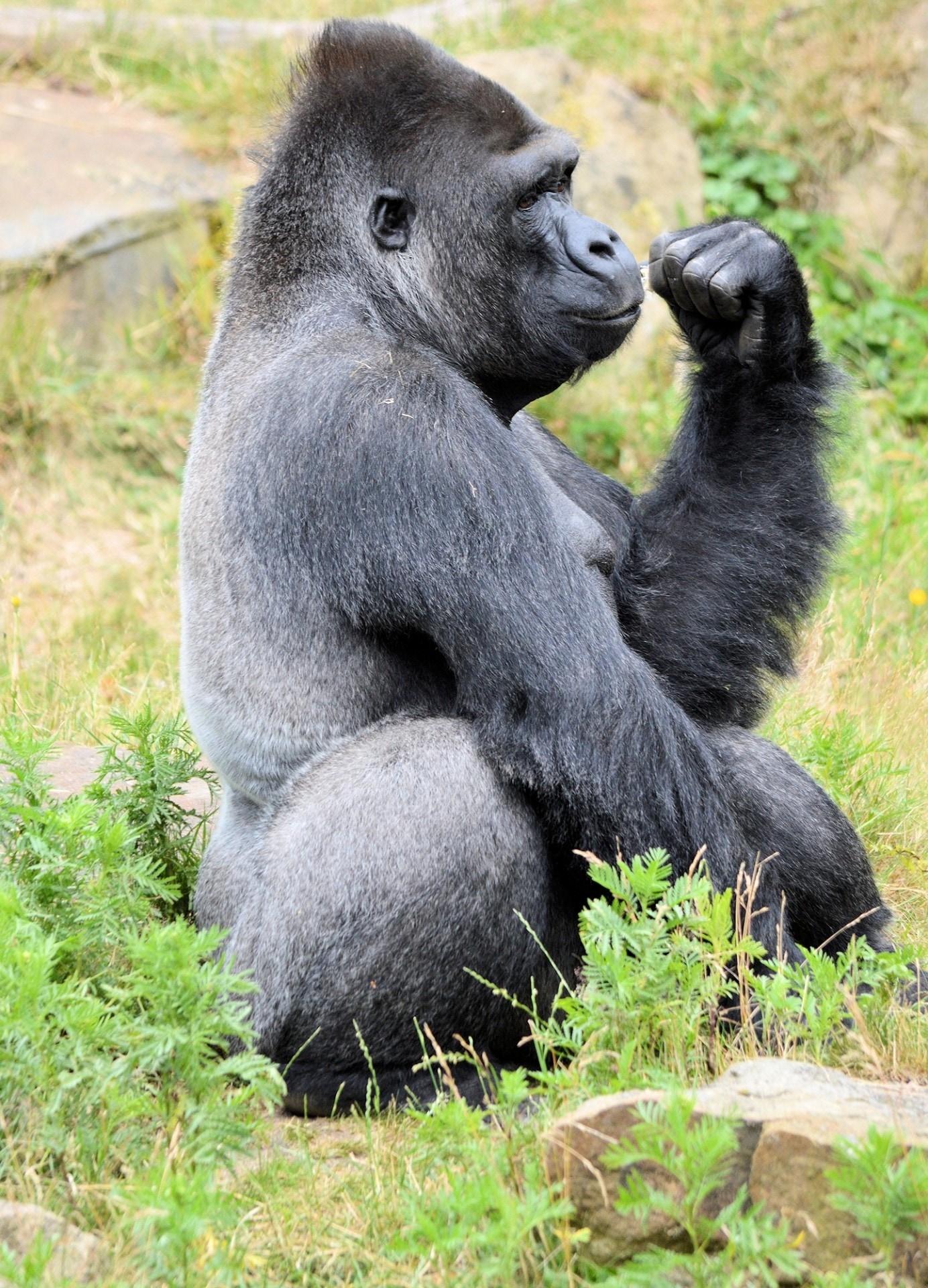 silver back Gorilla sitting on grass field near stone during daytime