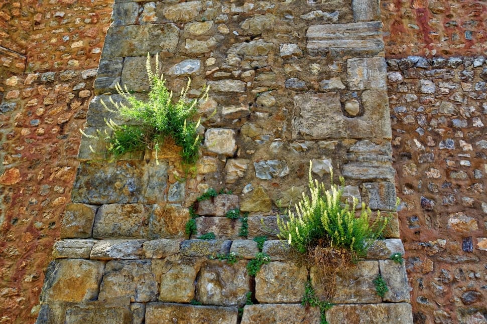 Plants, Wall, Wild, Weed, Natural, brick wall, wall - building feature preview