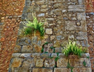 Plants, Wall, Wild, Weed, Natural, brick wall, wall - building feature thumbnail