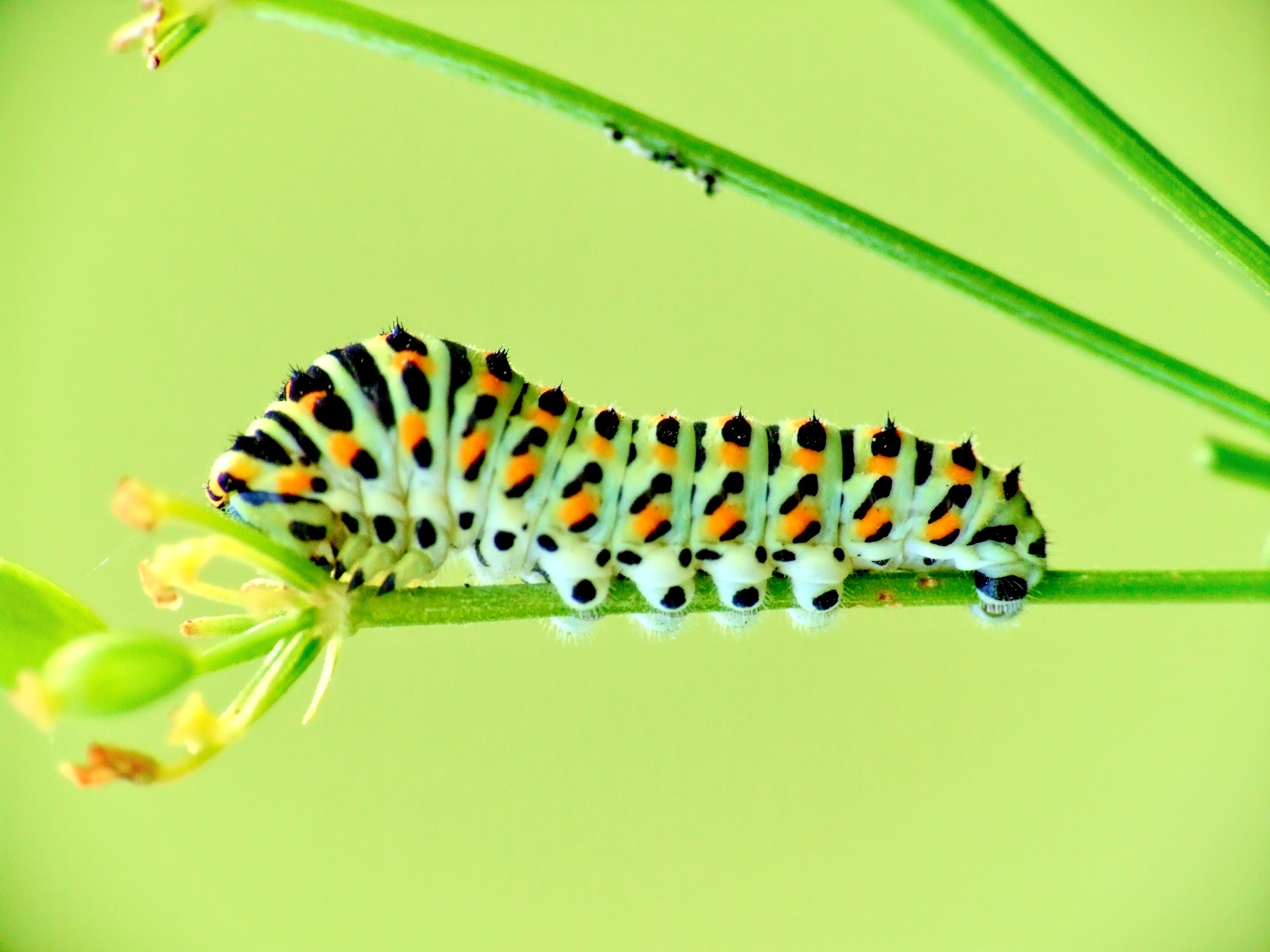 green and black caterpillar