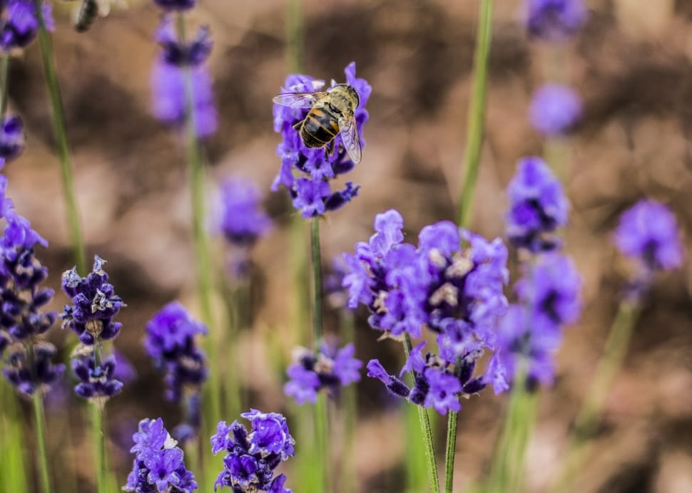 Plant, Flower, Bee, Insect, Purple, purple, lavender preview
