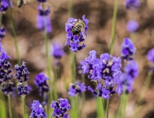 Plant, Flower, Bee, Insect, Purple, purple, lavender thumbnail