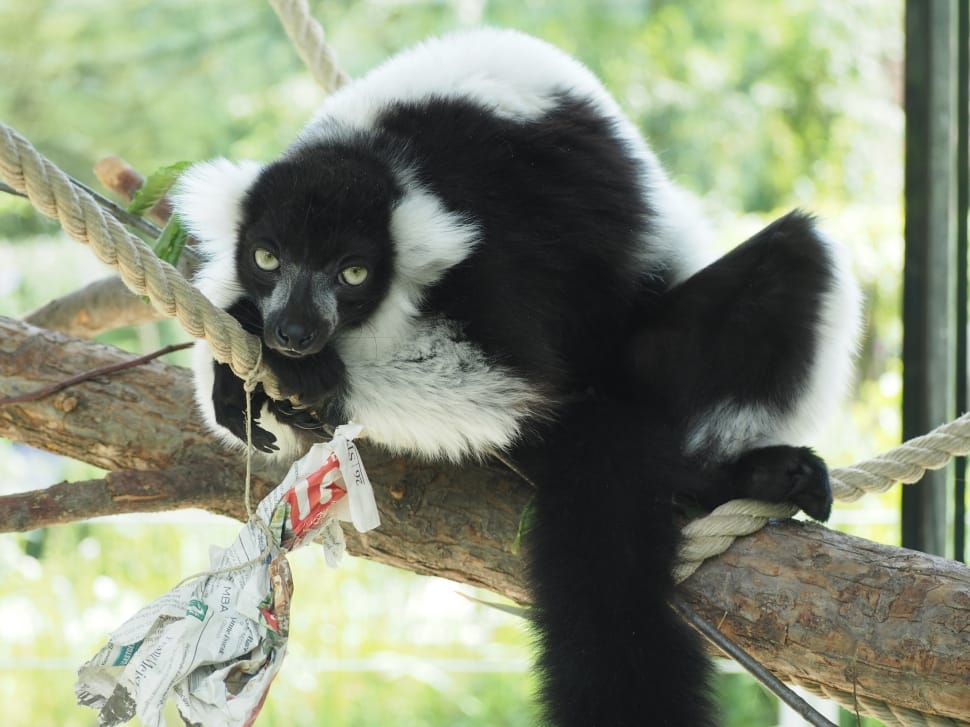black and white ruffed lemur preview
