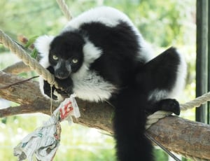 black and white ruffed lemur thumbnail