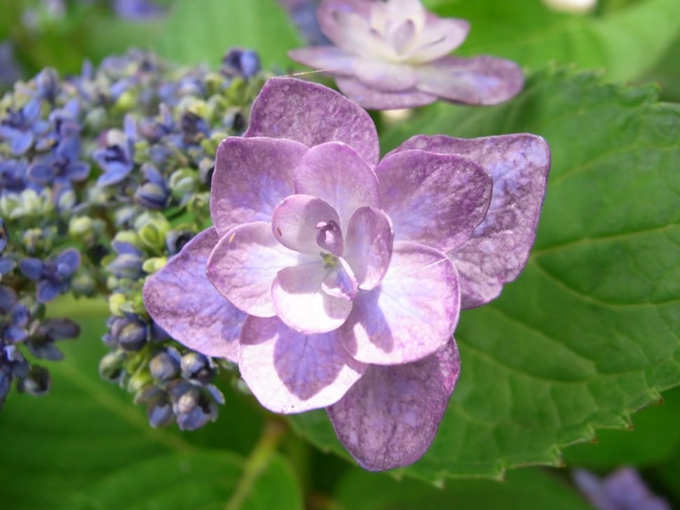 Hydrangea, Purple, Rainy Season, growth, purple preview