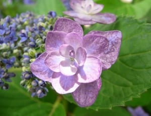Hydrangea, Purple, Rainy Season, growth, purple thumbnail