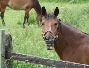 brown horse beside green grass field during day thumbnail