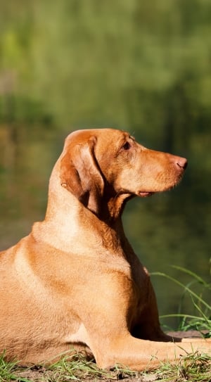 Brown, Dog, Hungarian Vizsla, dog, one animal thumbnail