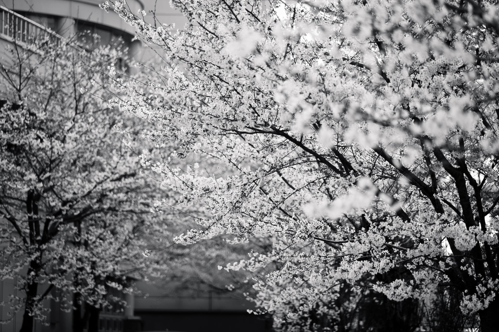 white petaled flower