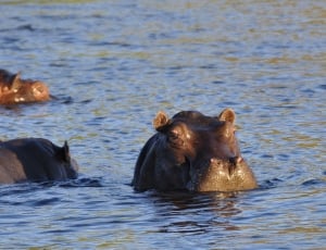 gray Hippopotamus in body of water during day time thumbnail