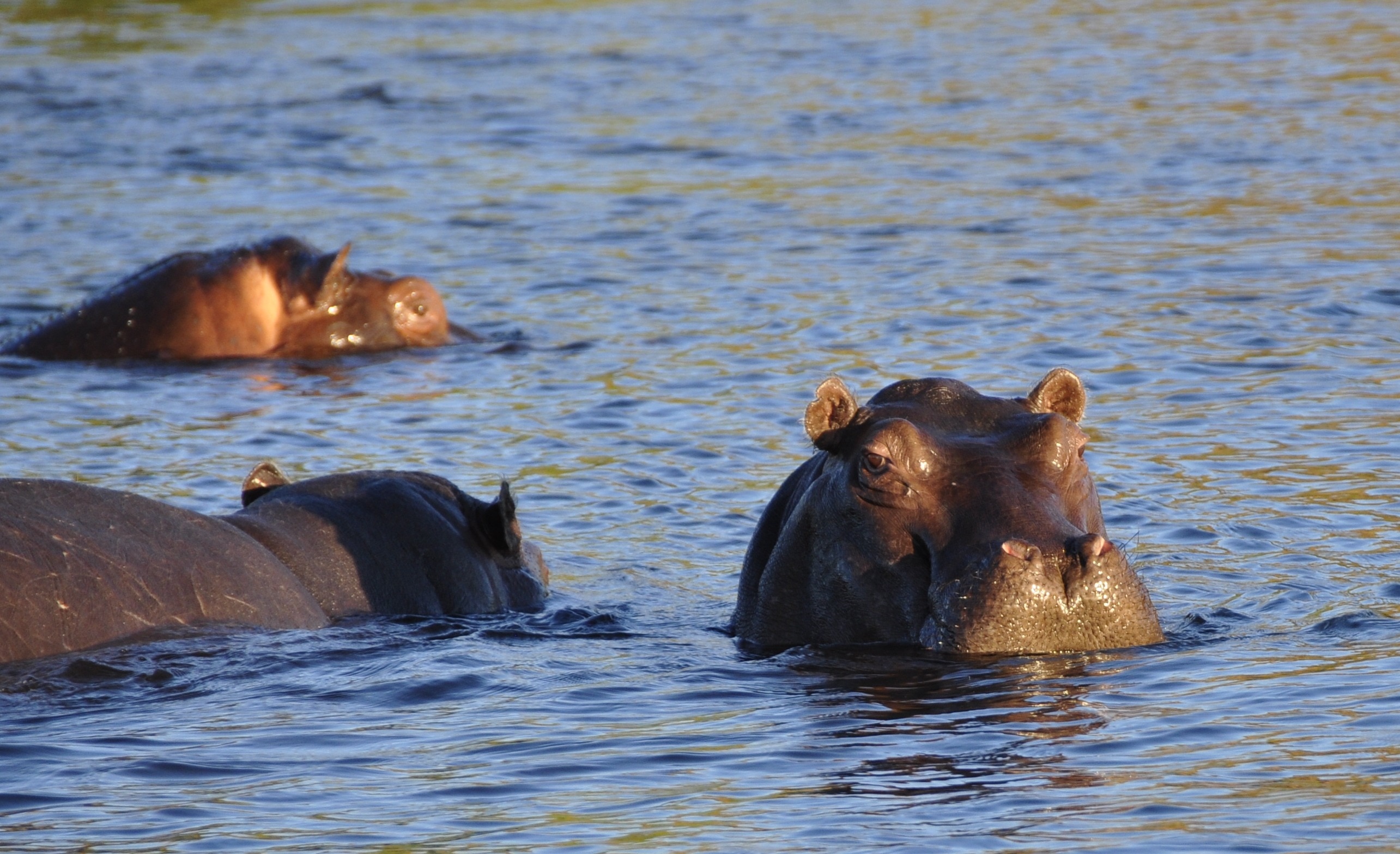 gray Hippopotamus in body of water during day time