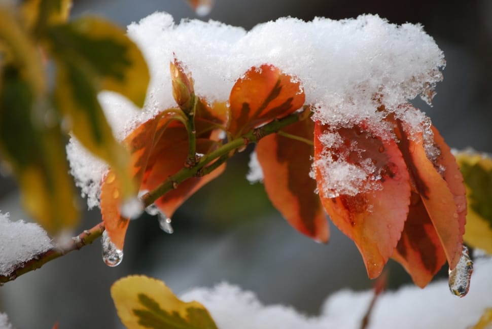 Winter, Snow, Snowy, Leaves, cold temperature, winter preview
