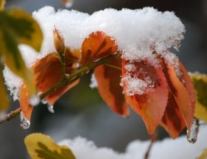 Winter, Snow, Snowy, Leaves, cold temperature, winter thumbnail