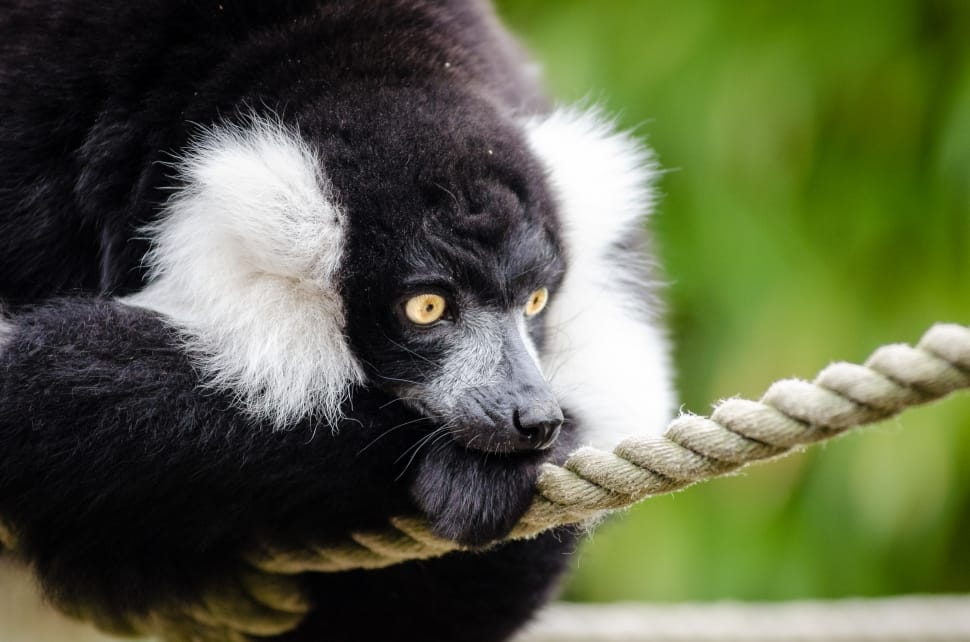 Black and white Ruffed Lemur on rope preview