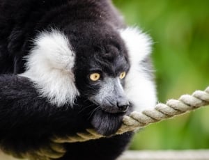 Black and white Ruffed Lemur on rope thumbnail