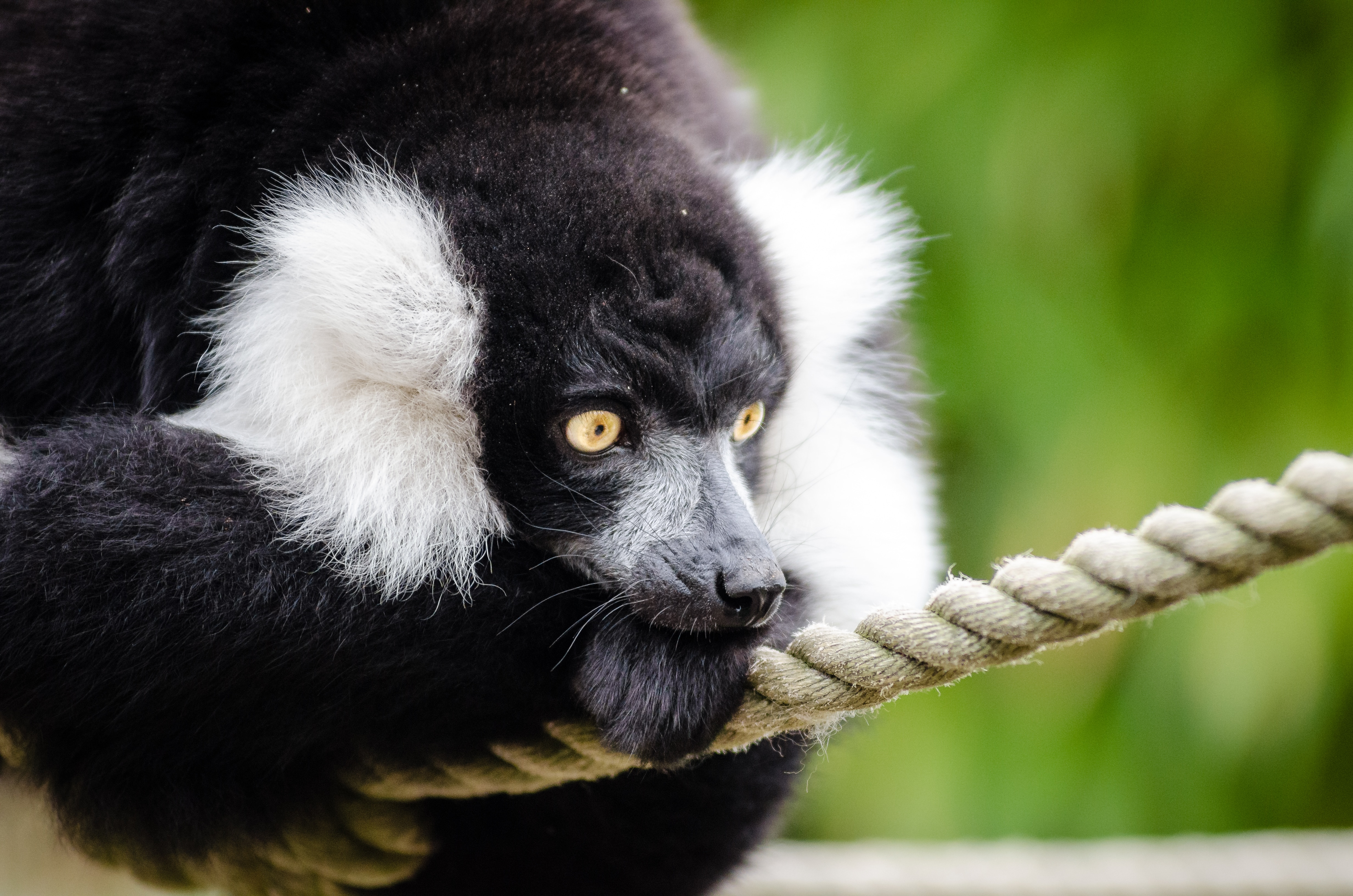 Black and white Ruffed Lemur on rope