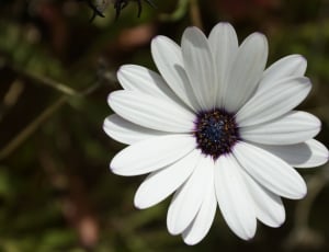 white and black flower thumbnail