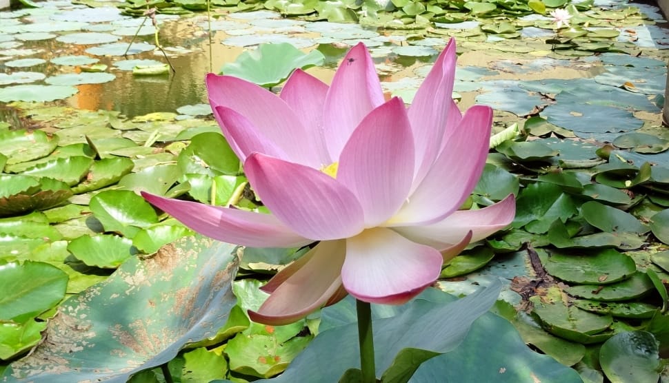 Lotus in Padam lake