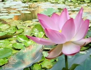 Nelumbo, Nucifera, Pink, Lotus, Flower, flower, water thumbnail