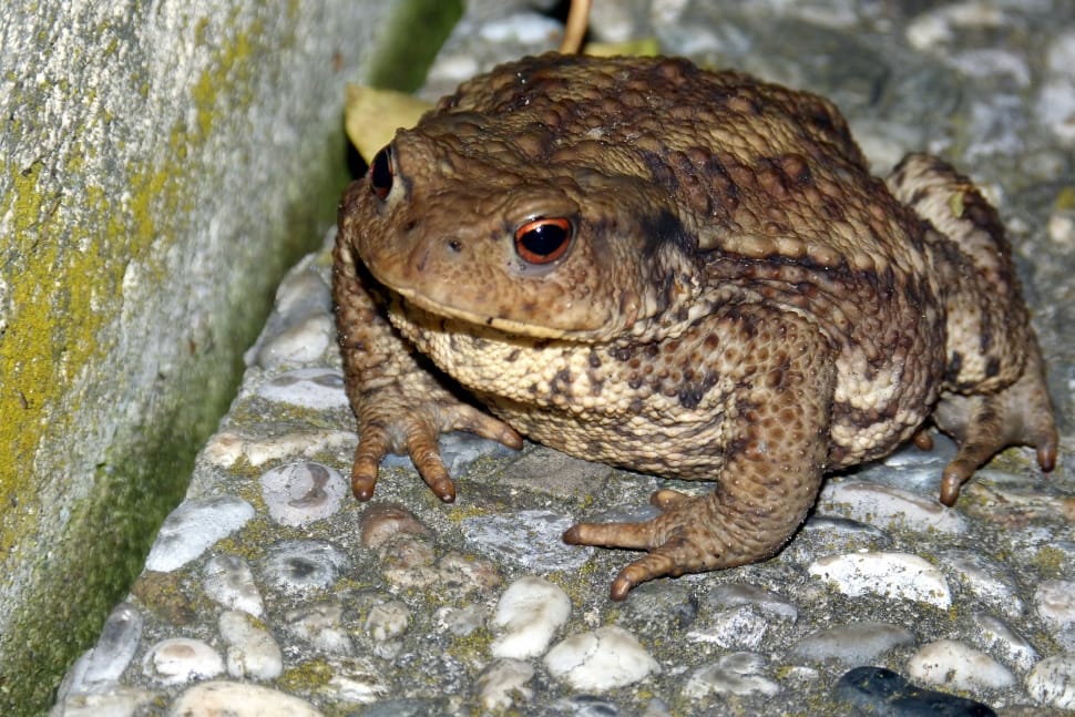 brown bullfrog free image - Peakpx