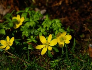 yellow flower thumbnail