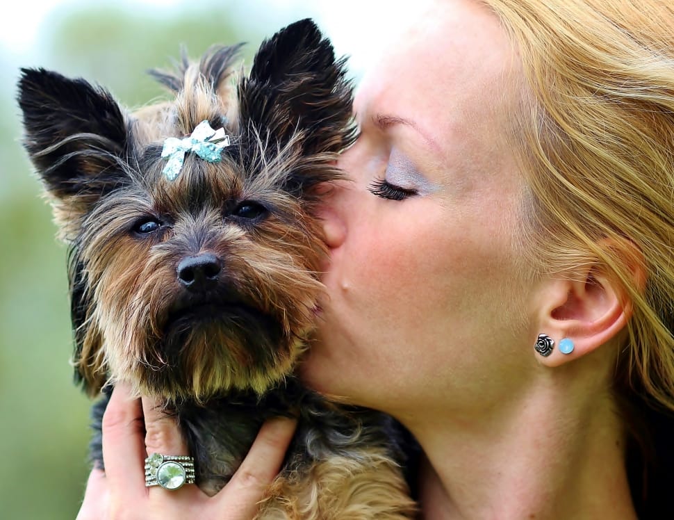 are yorkshire terrier puppies lazy