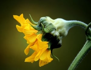 Profile, Yellow, Flower, Sunflower, yellow, studio shot thumbnail