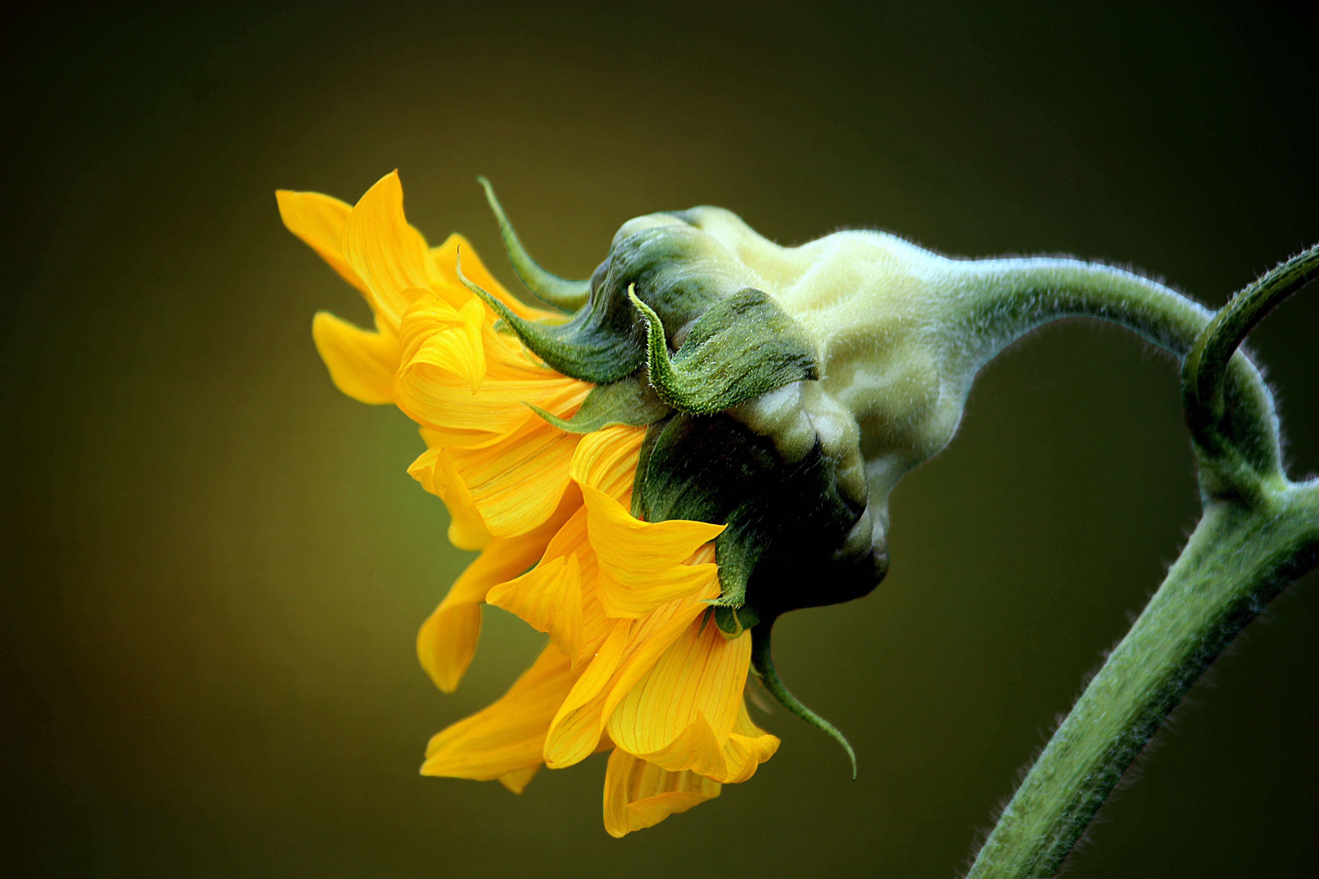 Profile, Yellow, Flower, Sunflower, yellow, studio shot