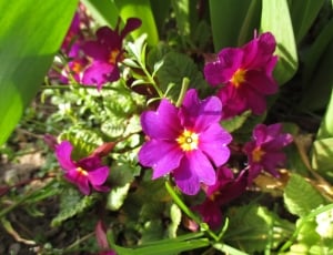 Primula, Spring, Flowers, Green, Prymule, flower, petal thumbnail