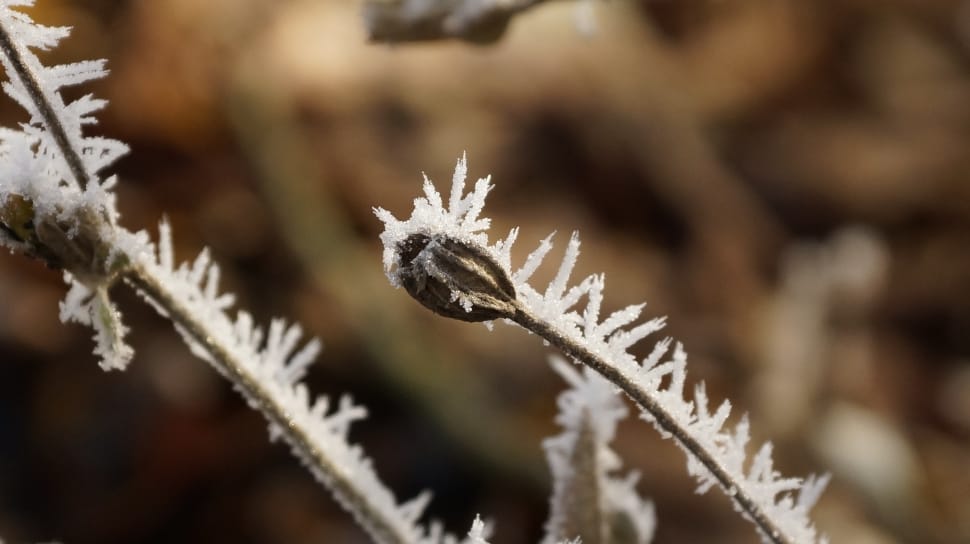 macro photography of plant with ice shards preview