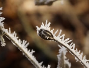 macro photography of plant with ice shards thumbnail