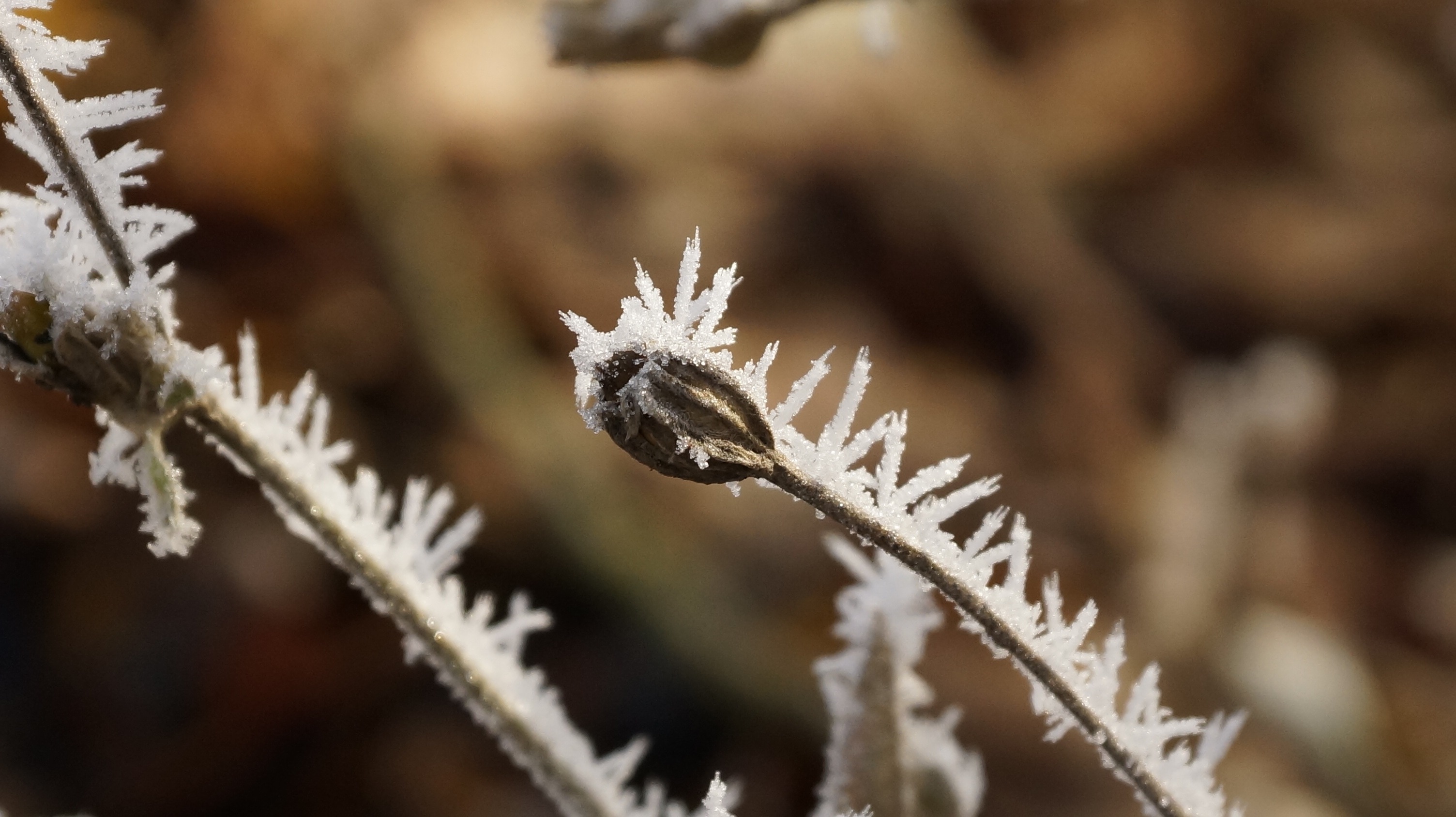 macro photography of plant with ice shards