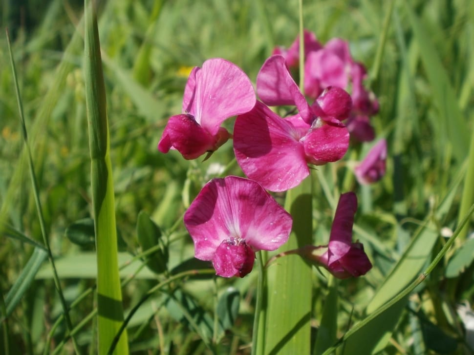 pink sweet pea flowers preview