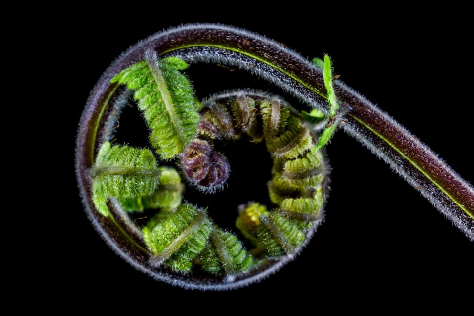 Fern, Fresh Shoots, Young Fern, one animal, black background preview