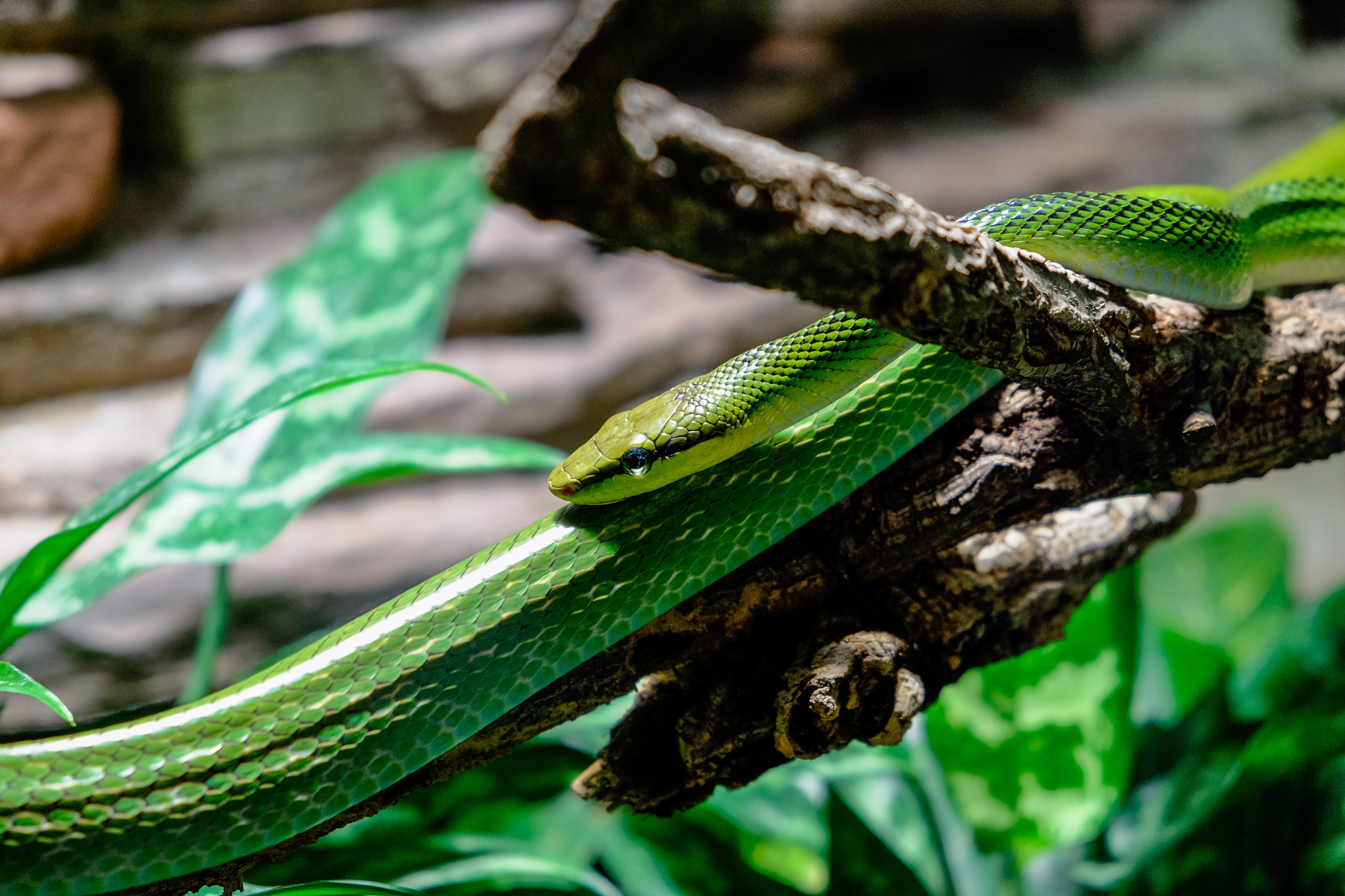 green bind snake