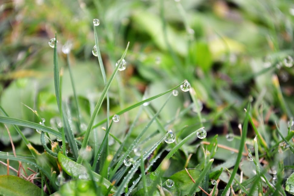 green grasses with water droplets in shallow focus lens preview
