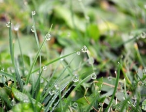 green grasses with water droplets in shallow focus lens thumbnail