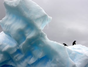 two penguin on top on snow mountain thumbnail
