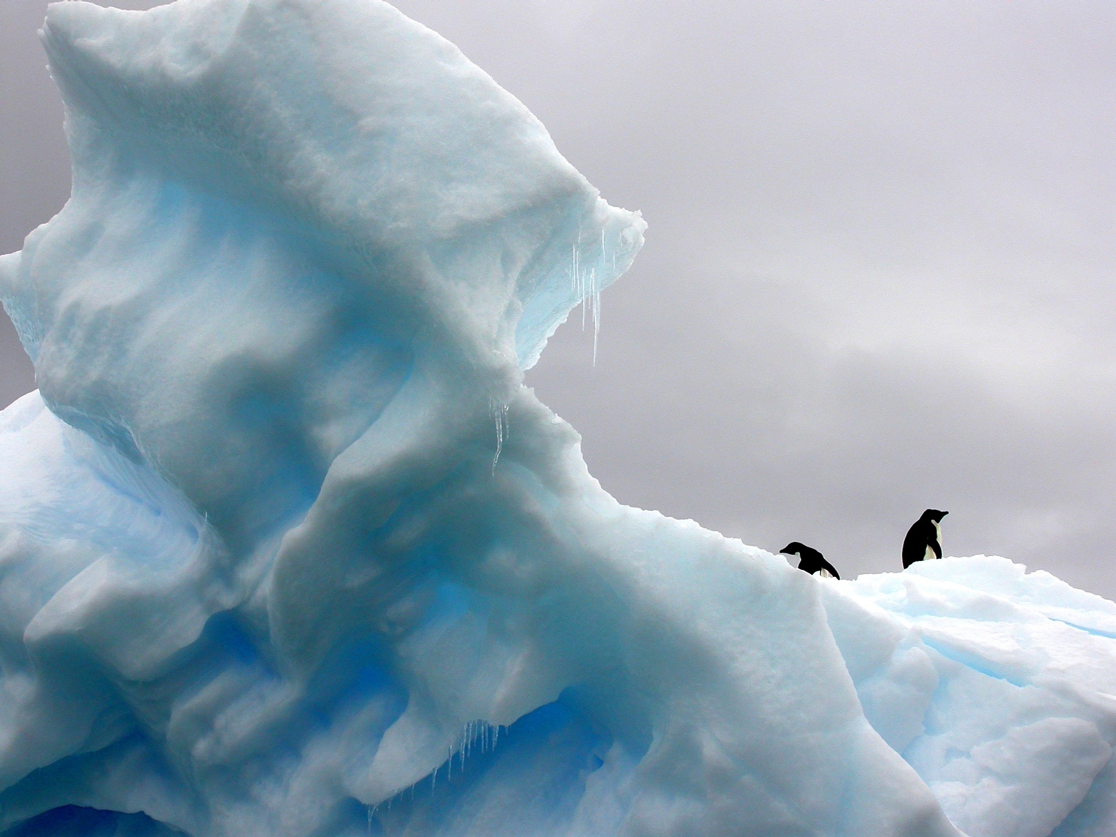 two penguin on top on snow mountain