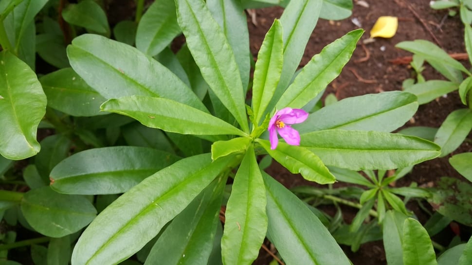 pink flowered plant preview