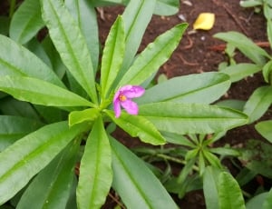 pink flowered plant thumbnail