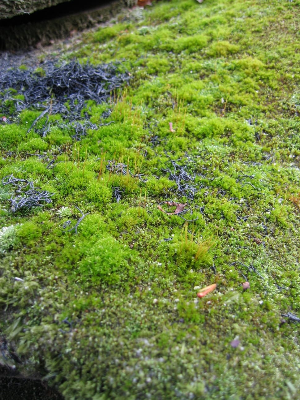 Nature, Foam, Macro, Aandonne, Detail, green color, grass preview