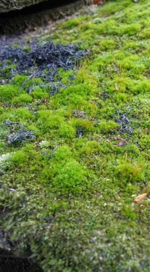 Nature, Foam, Macro, Aandonne, Detail, green color, grass thumbnail