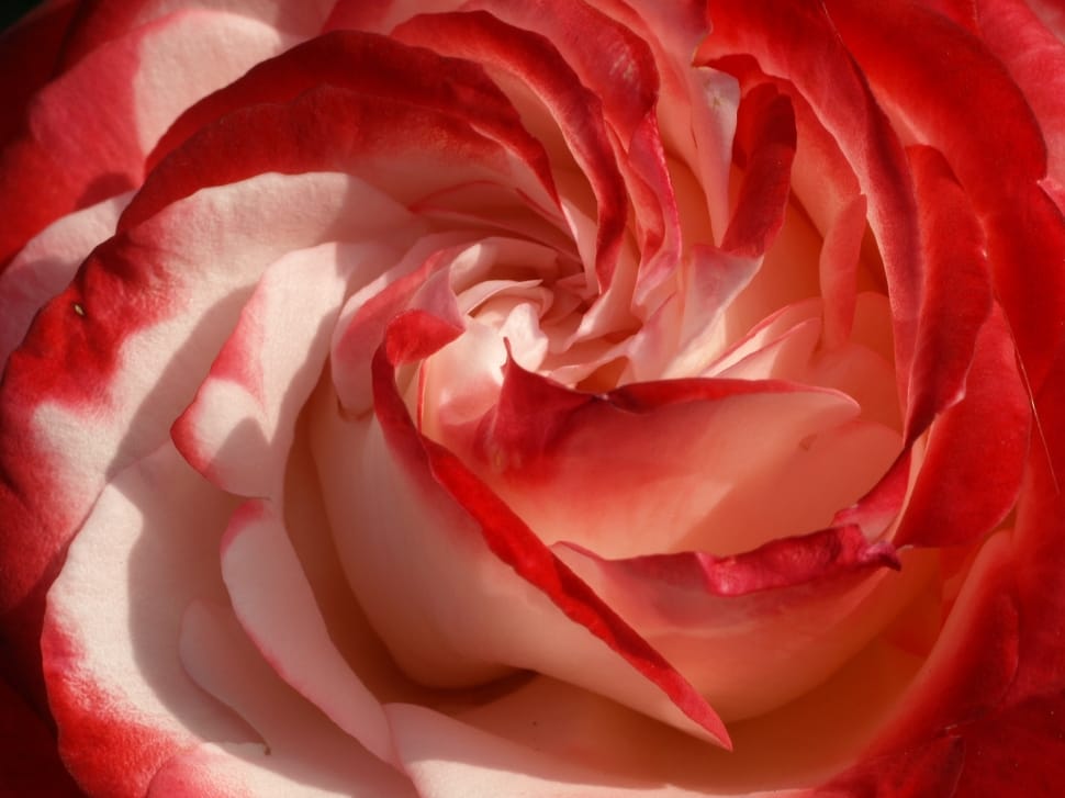Bloom, Rose, Red, Flower, Macro, White, studio shot, red preview