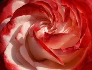 Bloom, Rose, Red, Flower, Macro, White, studio shot, red thumbnail